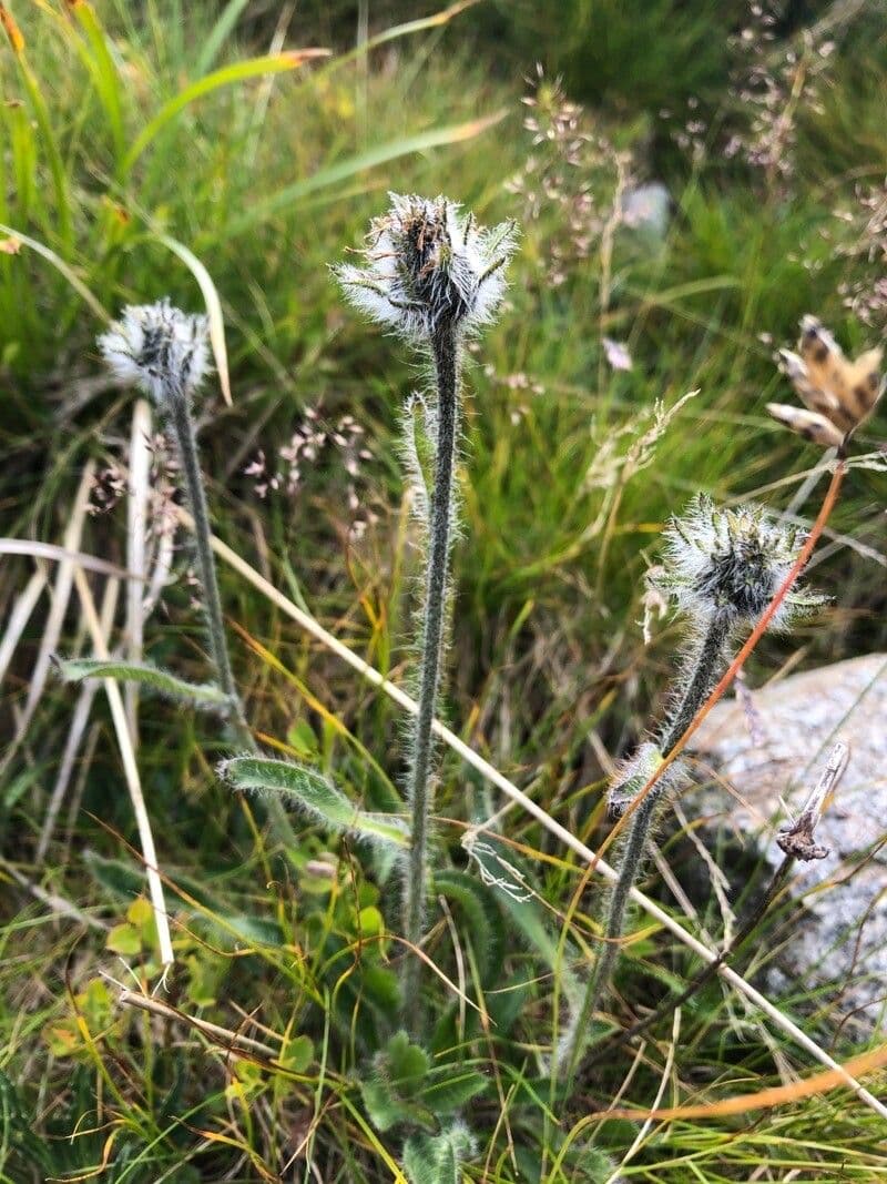 Alpen-Habichtskraut