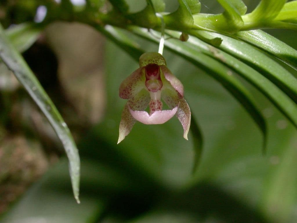 Dichaea