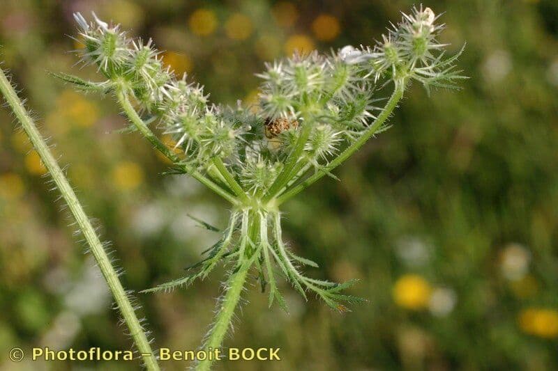 Carota selvatica irta 5