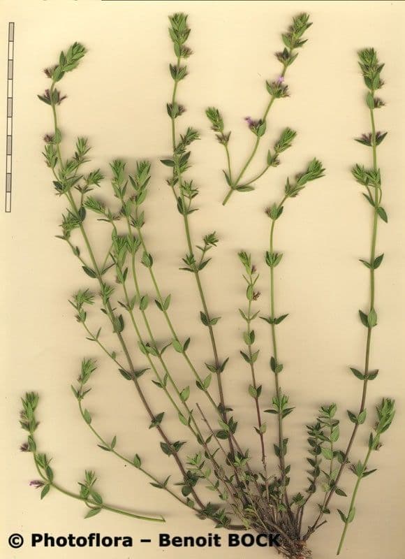 Micromeria greca 23