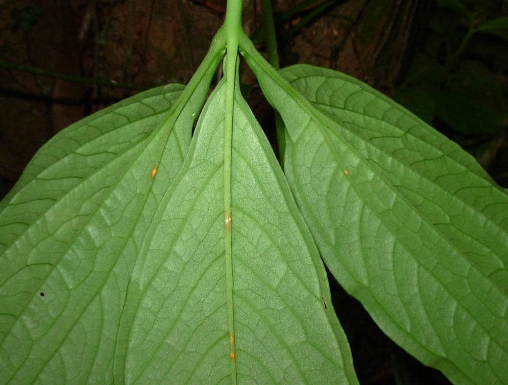 Aroidea 4