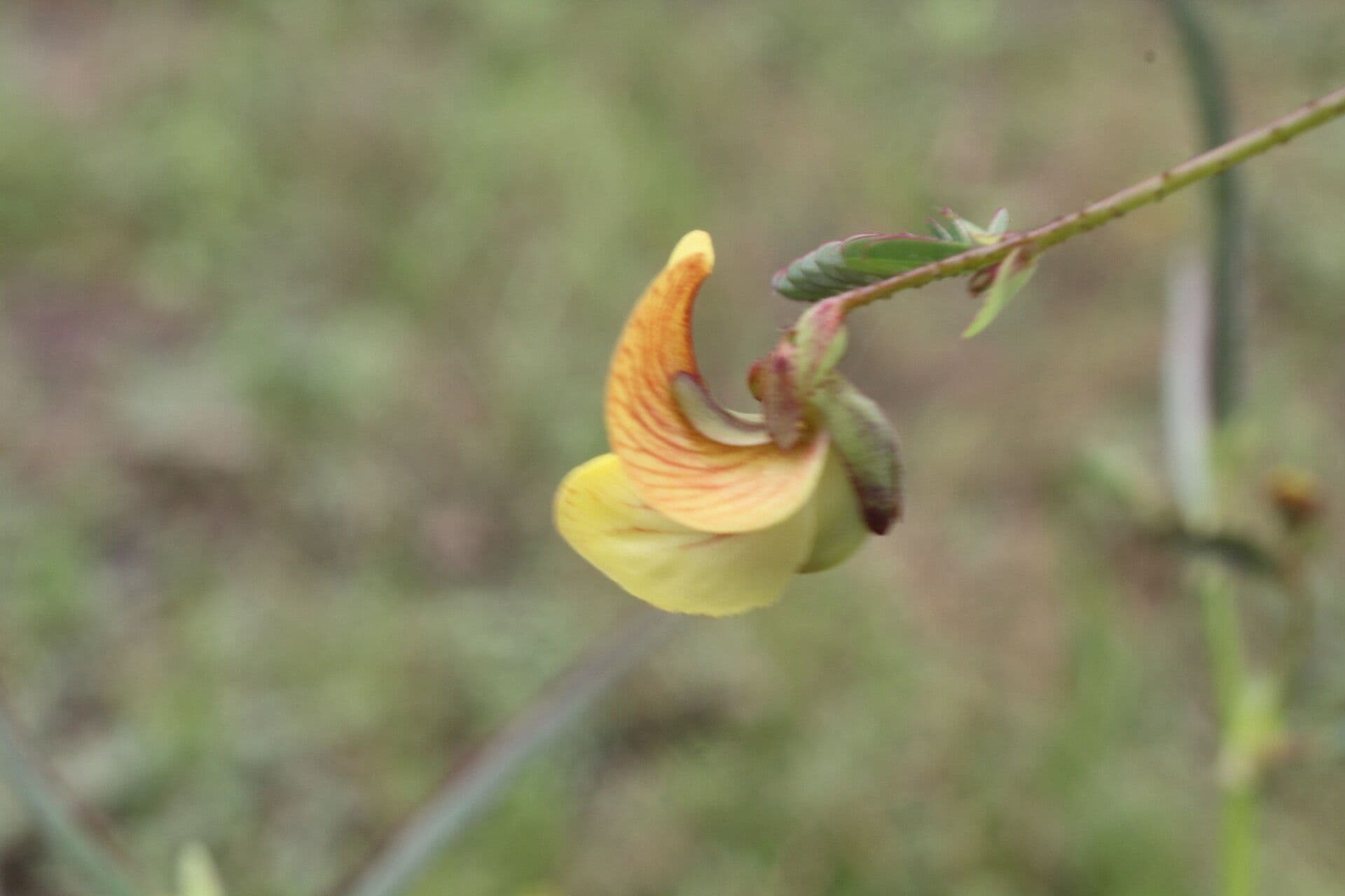 Aeschynomene ruvida 7