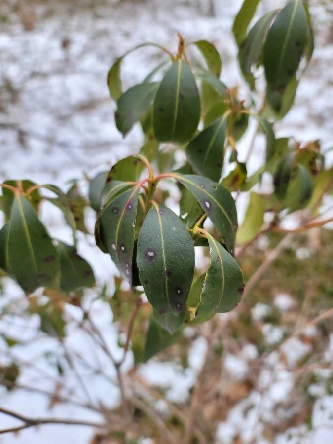 Kalmia szerokolistna 16