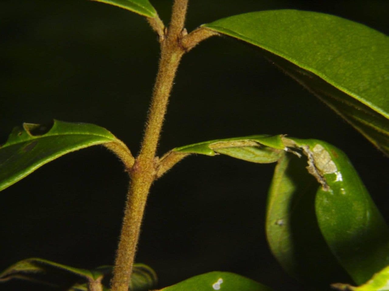 Vochysia 20