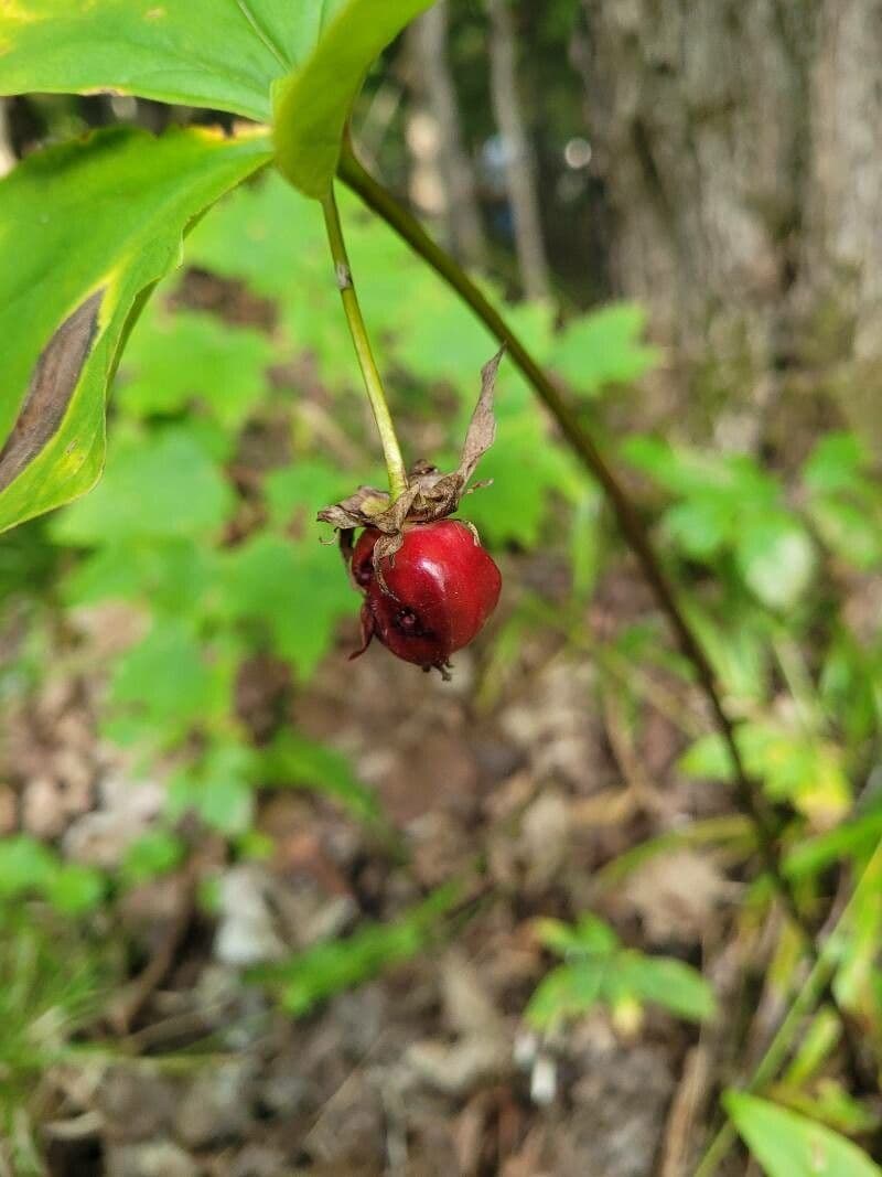 Trillium eretto 2