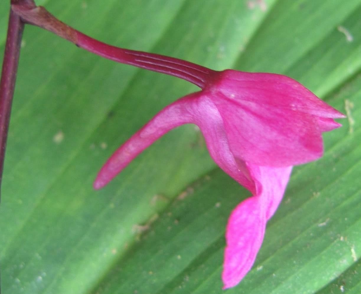 Orquídea caracol 6
