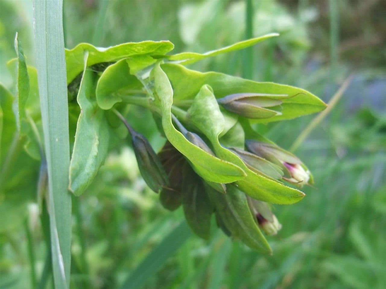 Cerinthe liscia 19