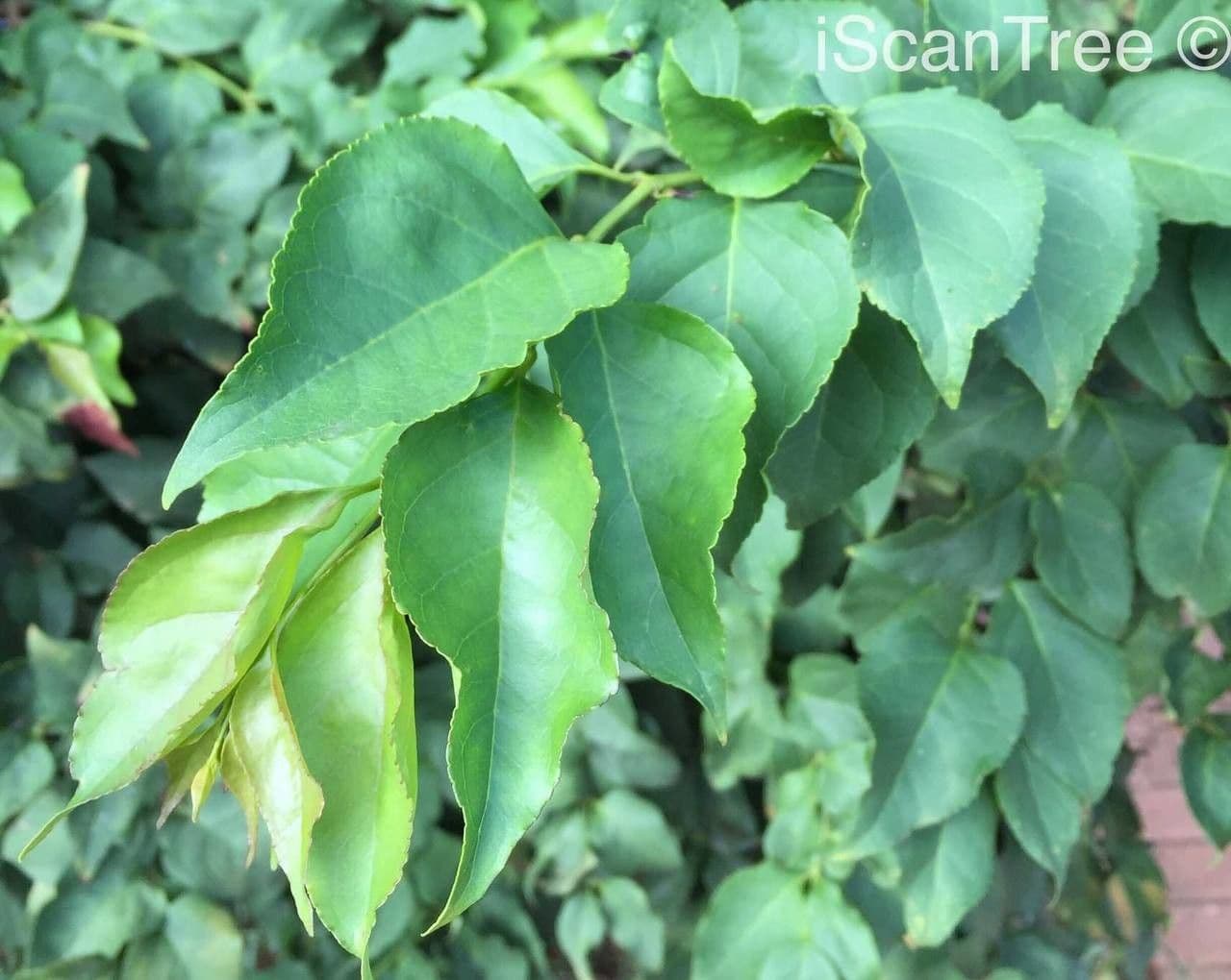 Halleria lucida 15