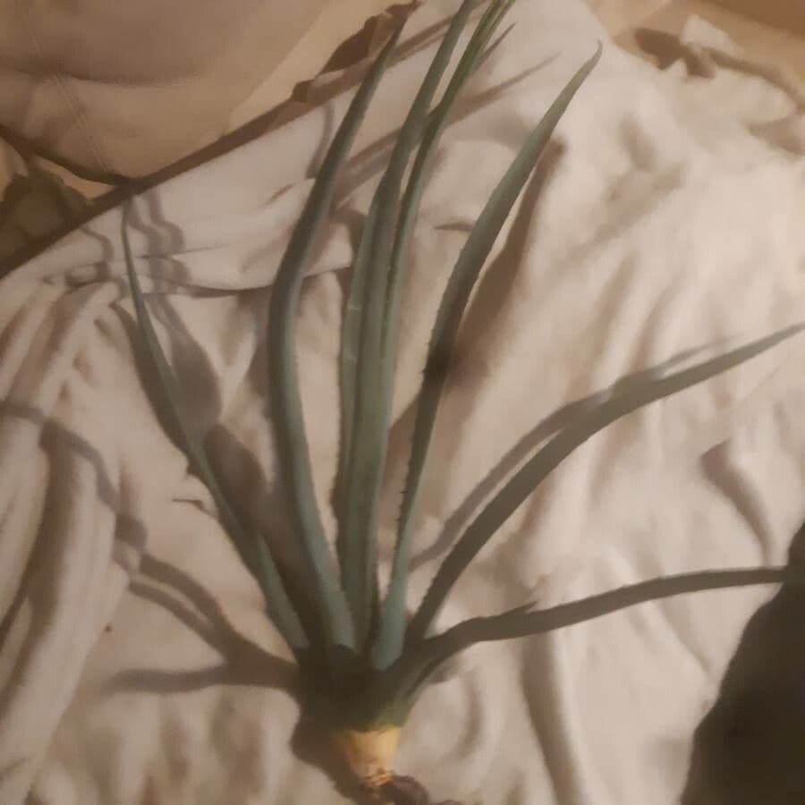 Agave 3