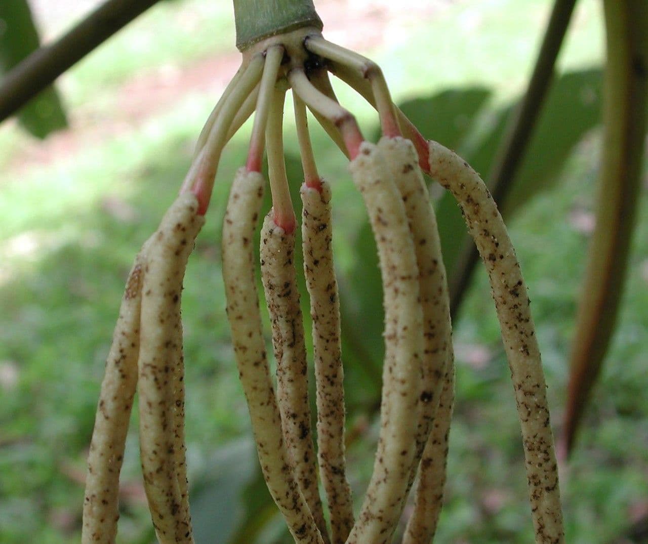 Cecropie 3