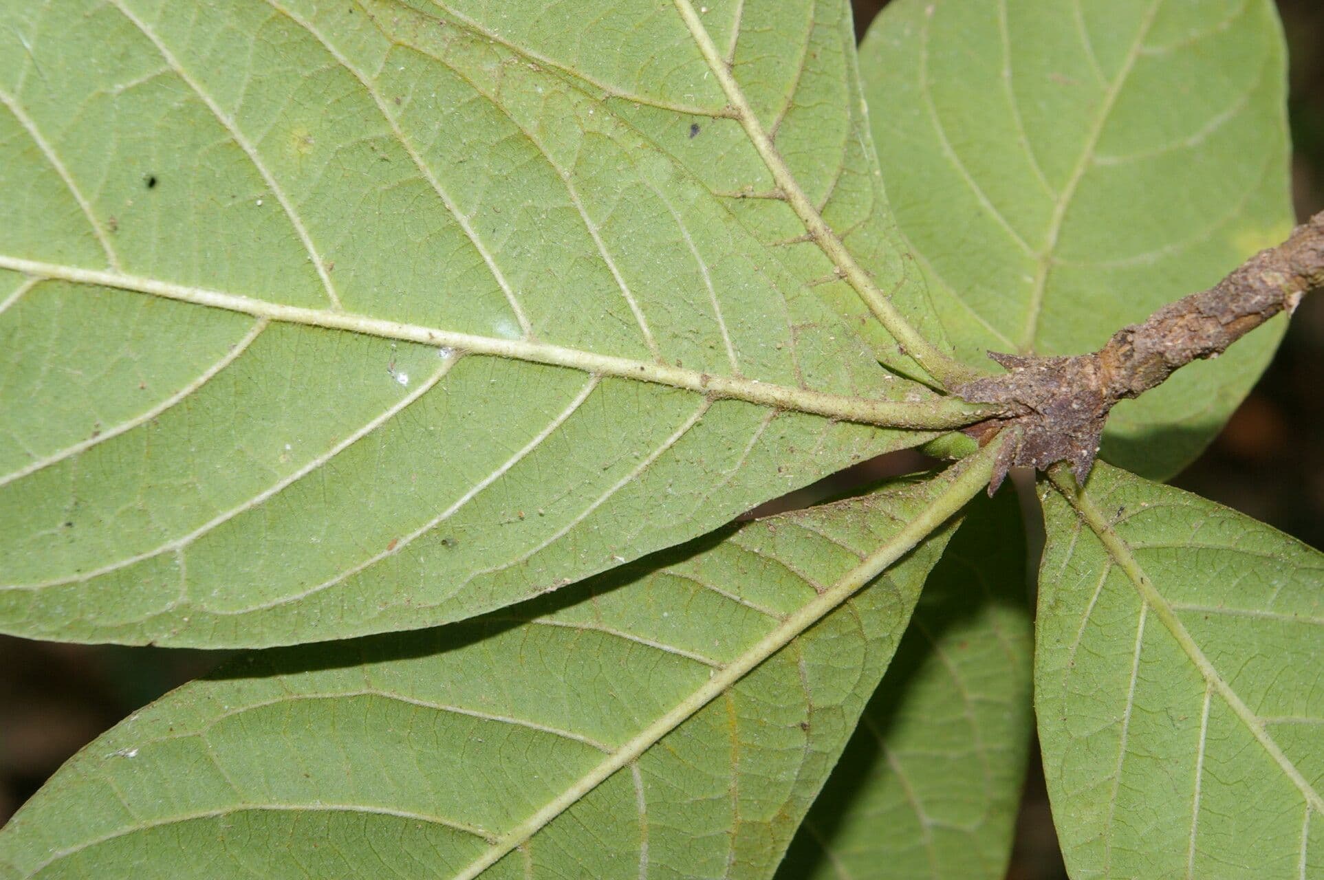 Randia spinosa 6