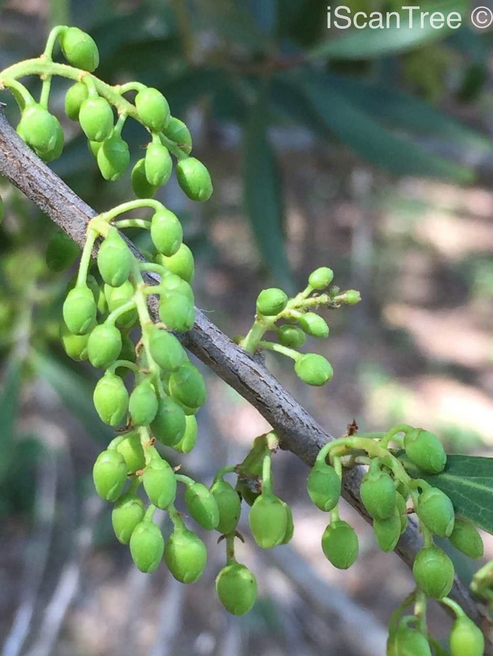 Euclea 5