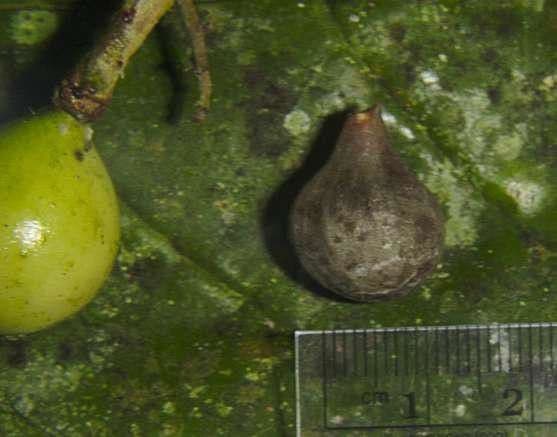Meliosma