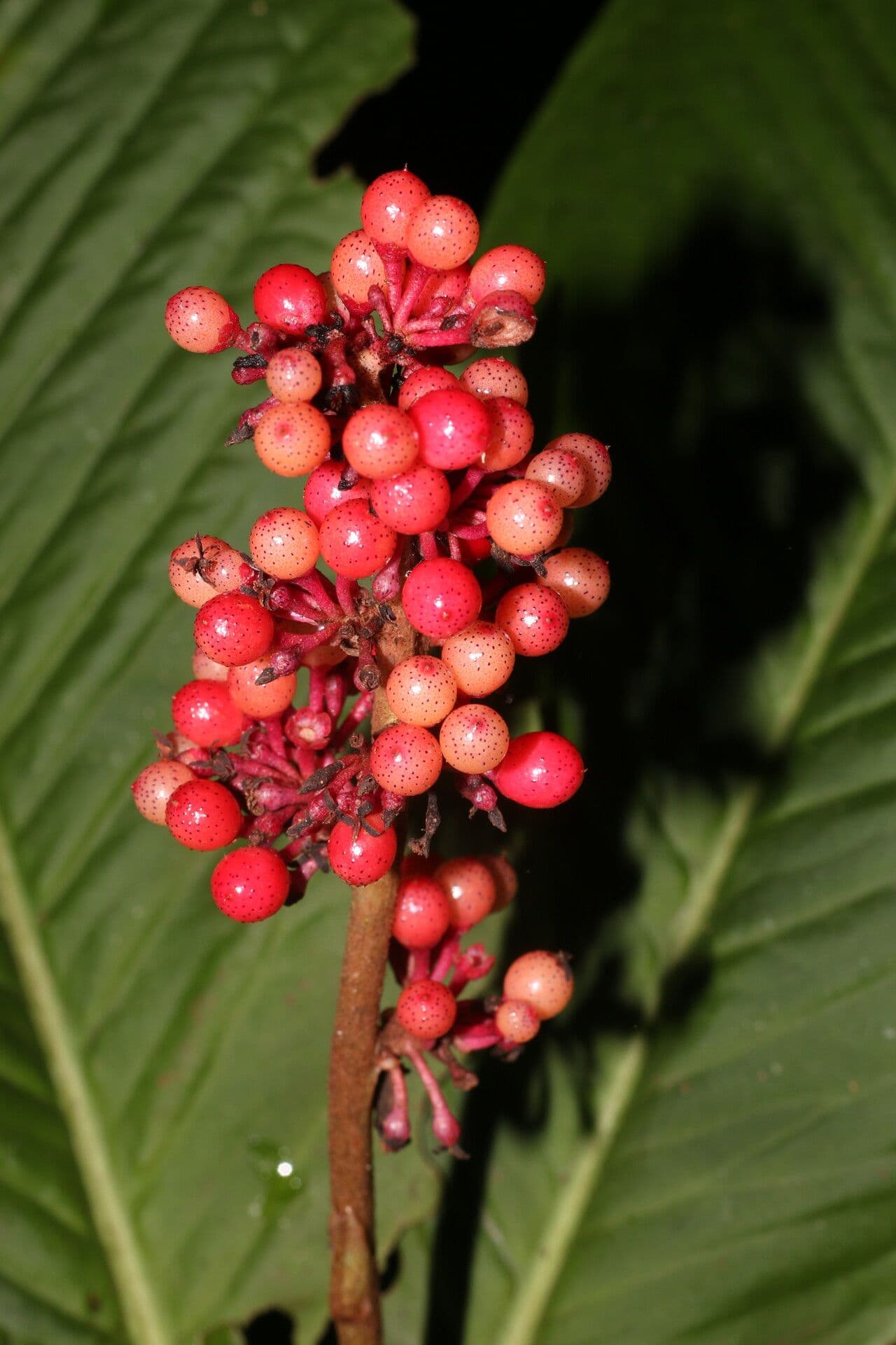 Ardisia 3