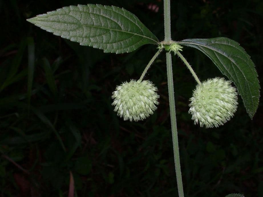 Hyptis capitata 23