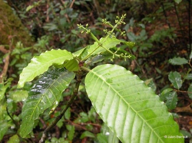Psychotria 11