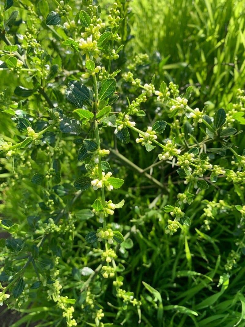 Retanilla trinervia