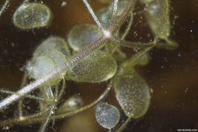 Utricularia purpurea orientale 4