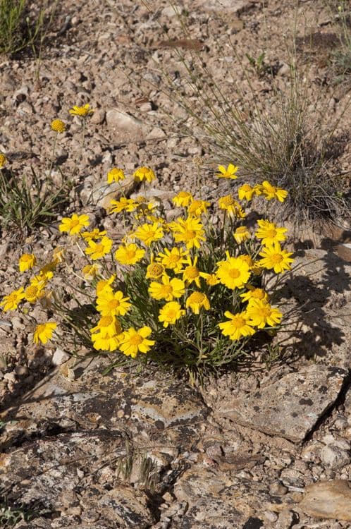 Tetraneuris ivesiana 3