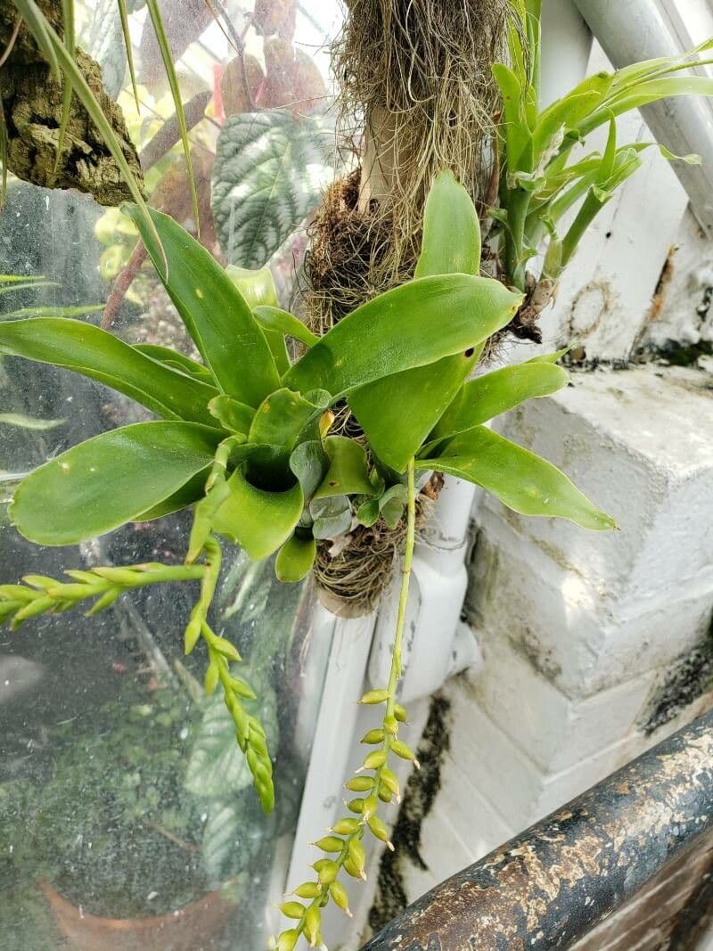 Catopsis sessiliflora 14