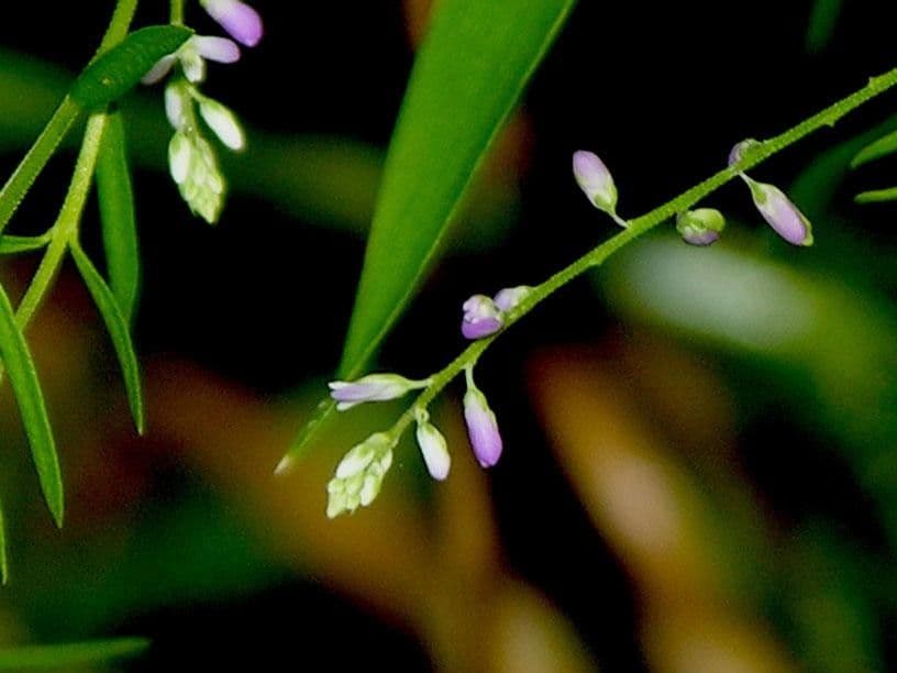 Poligala paniculata 21