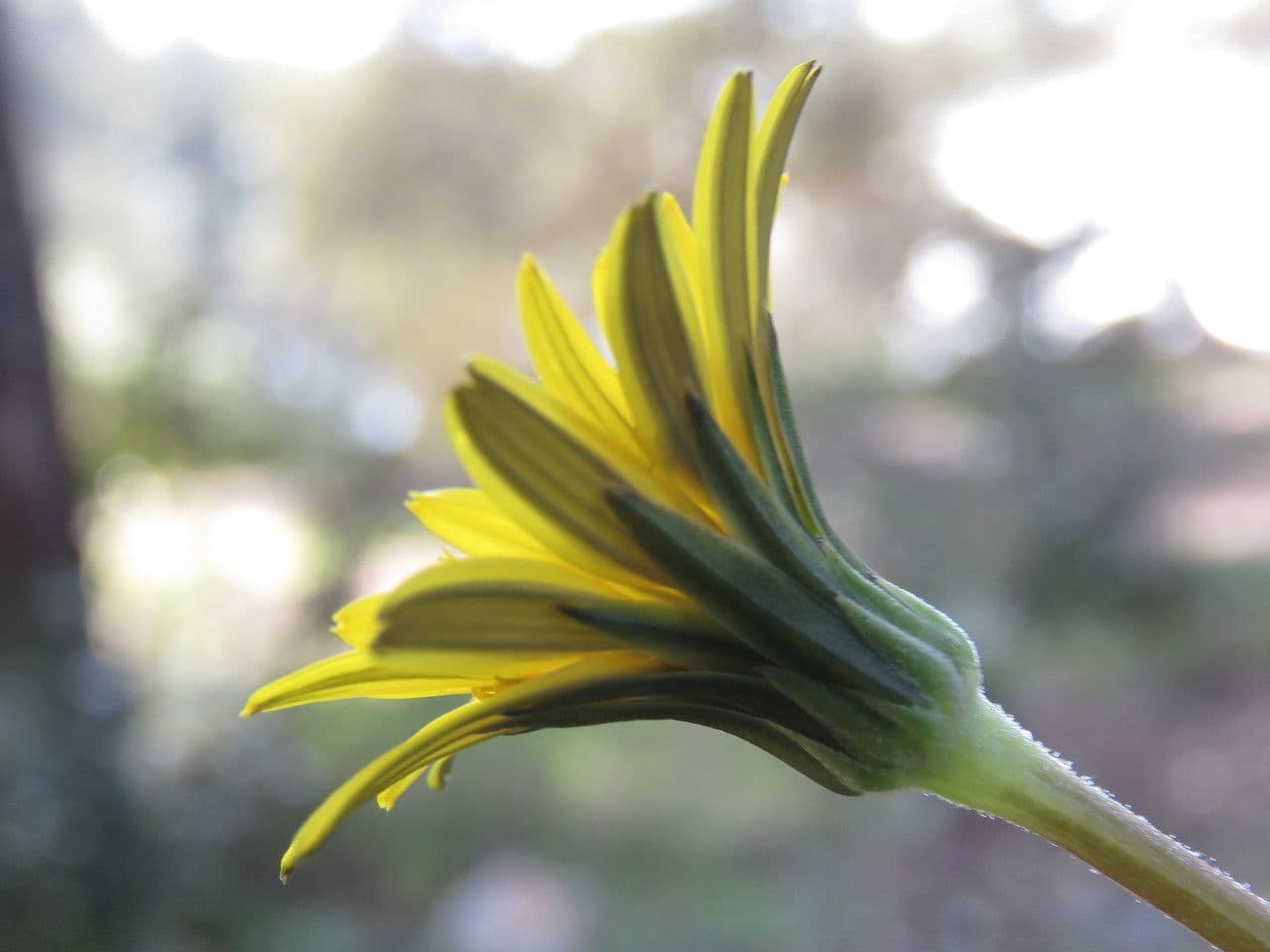 Hyoseris radiata 9