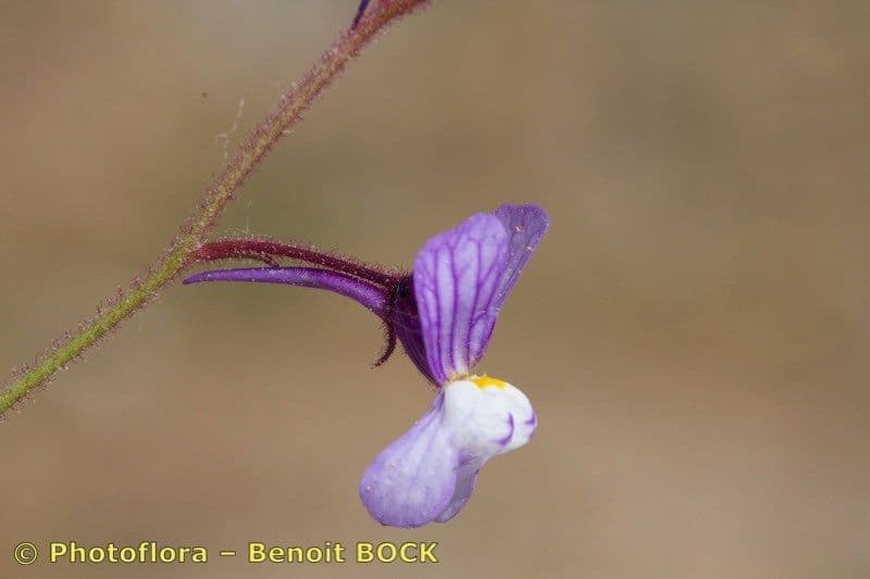 Linaria 4
