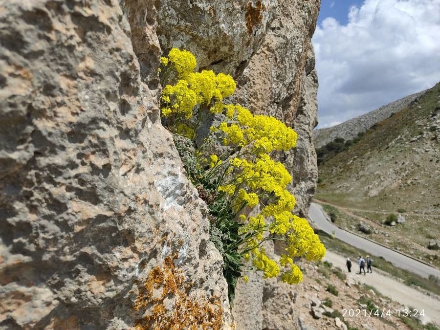 Biscutella frutescens 3