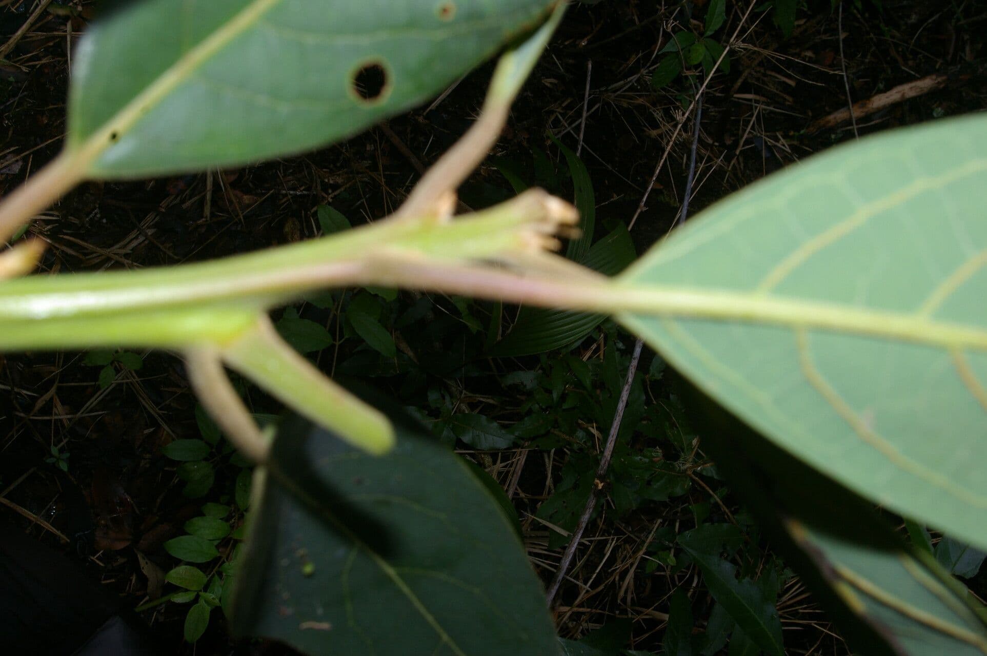 Persea 5