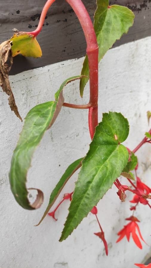Begonia boliviana 17