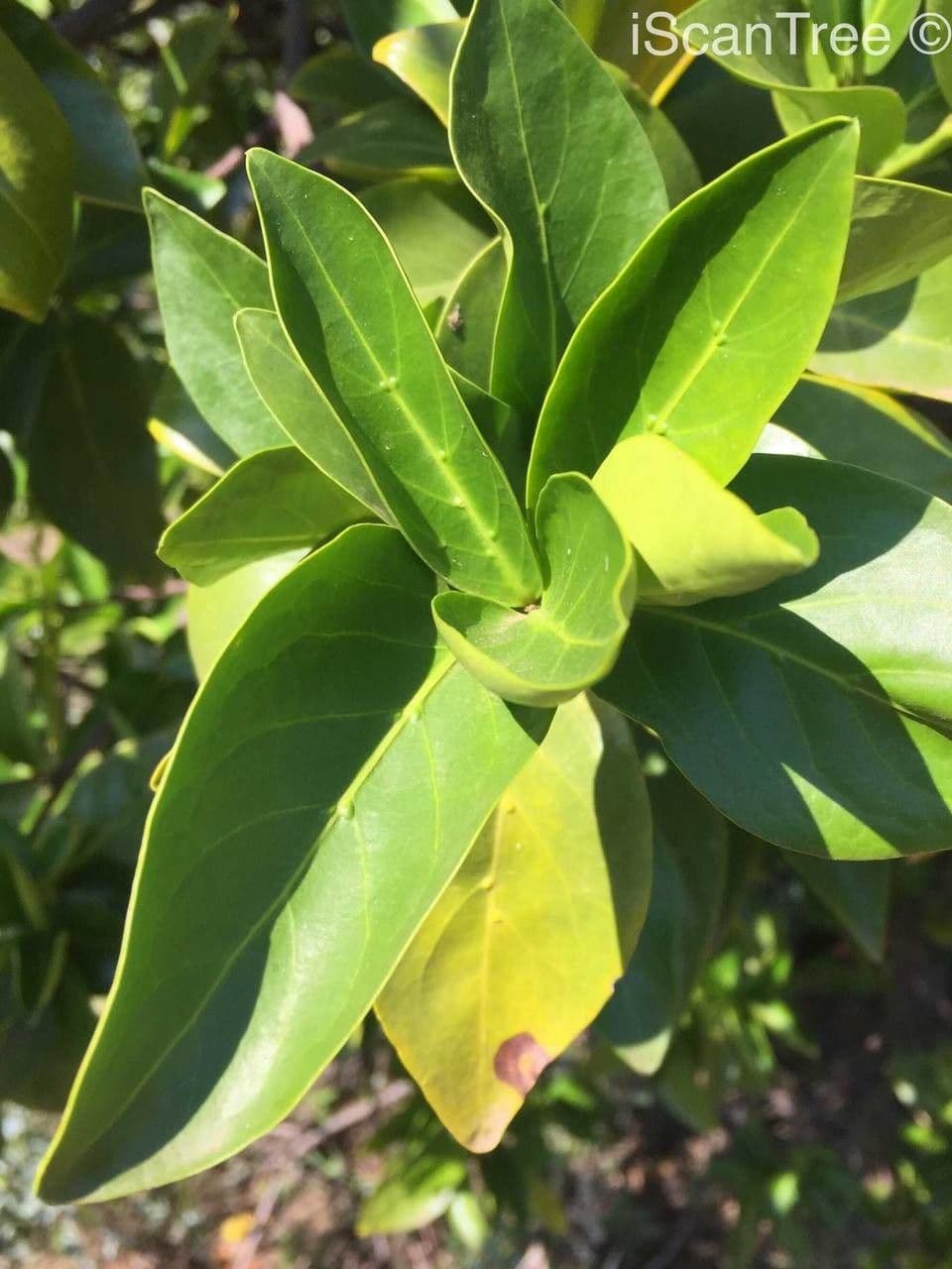 Gardenia del Capo 17