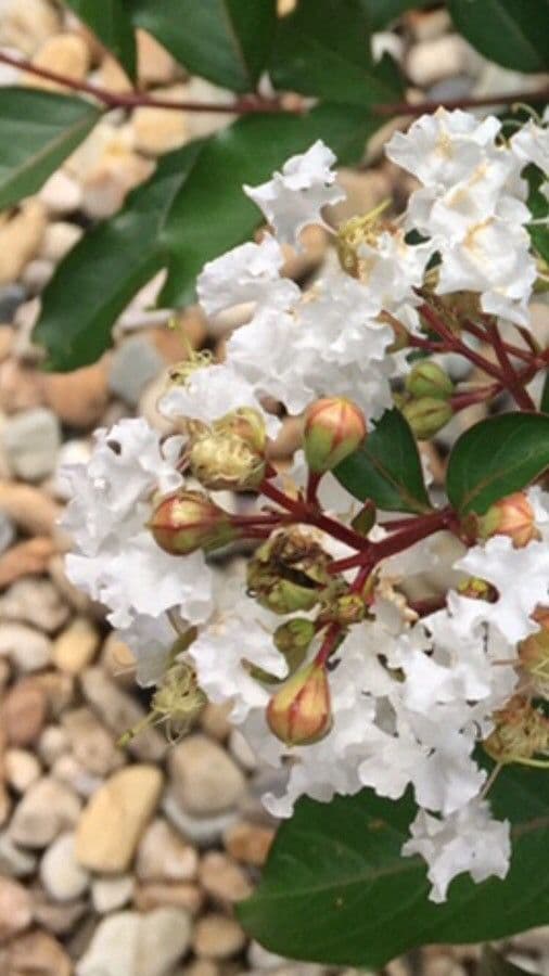 Lagerstroemia 28