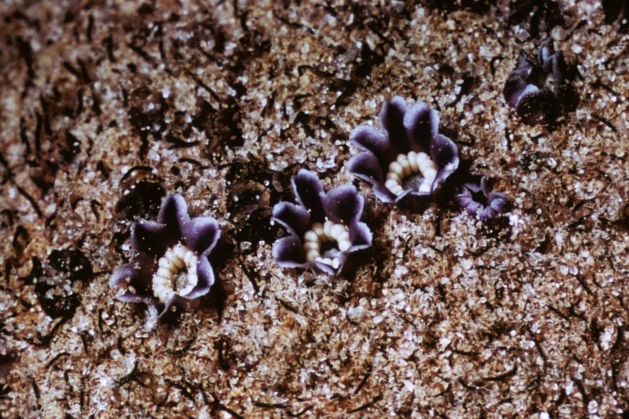 Pholisma 3
