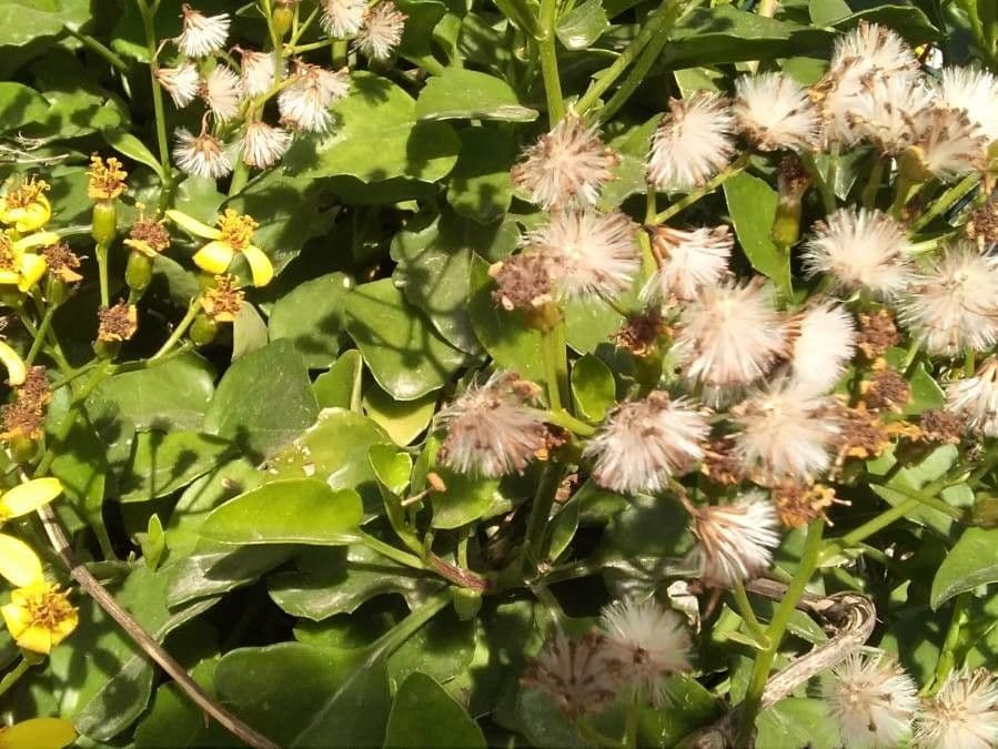 Senecio angulatus 4