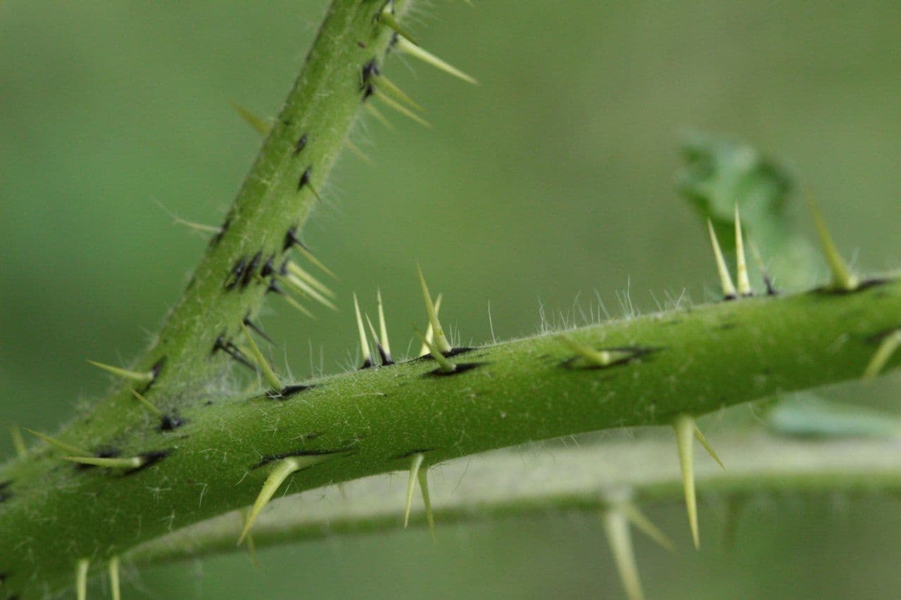 Solanum rostratum 25