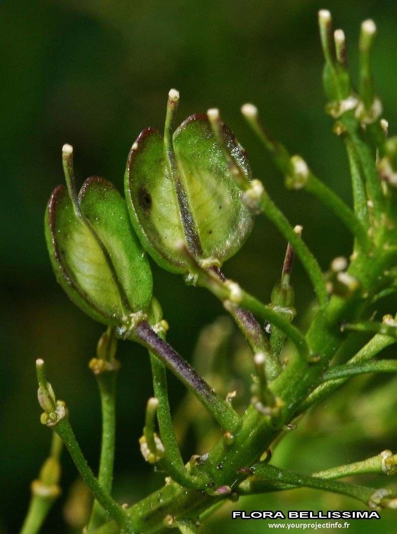 Iberis sempreverde 4