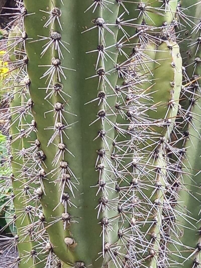 Cereus 6
