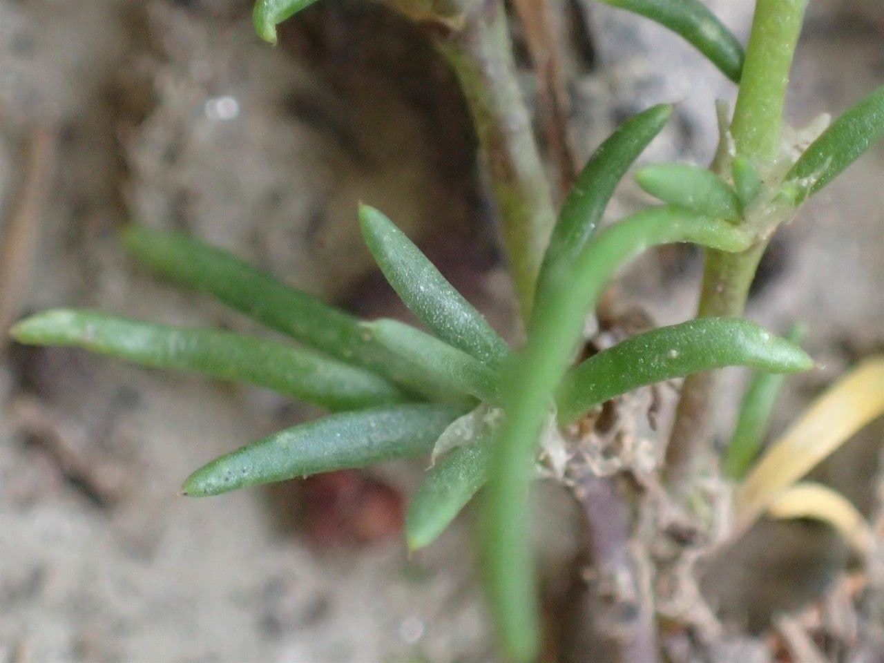 Spergularia comune 15