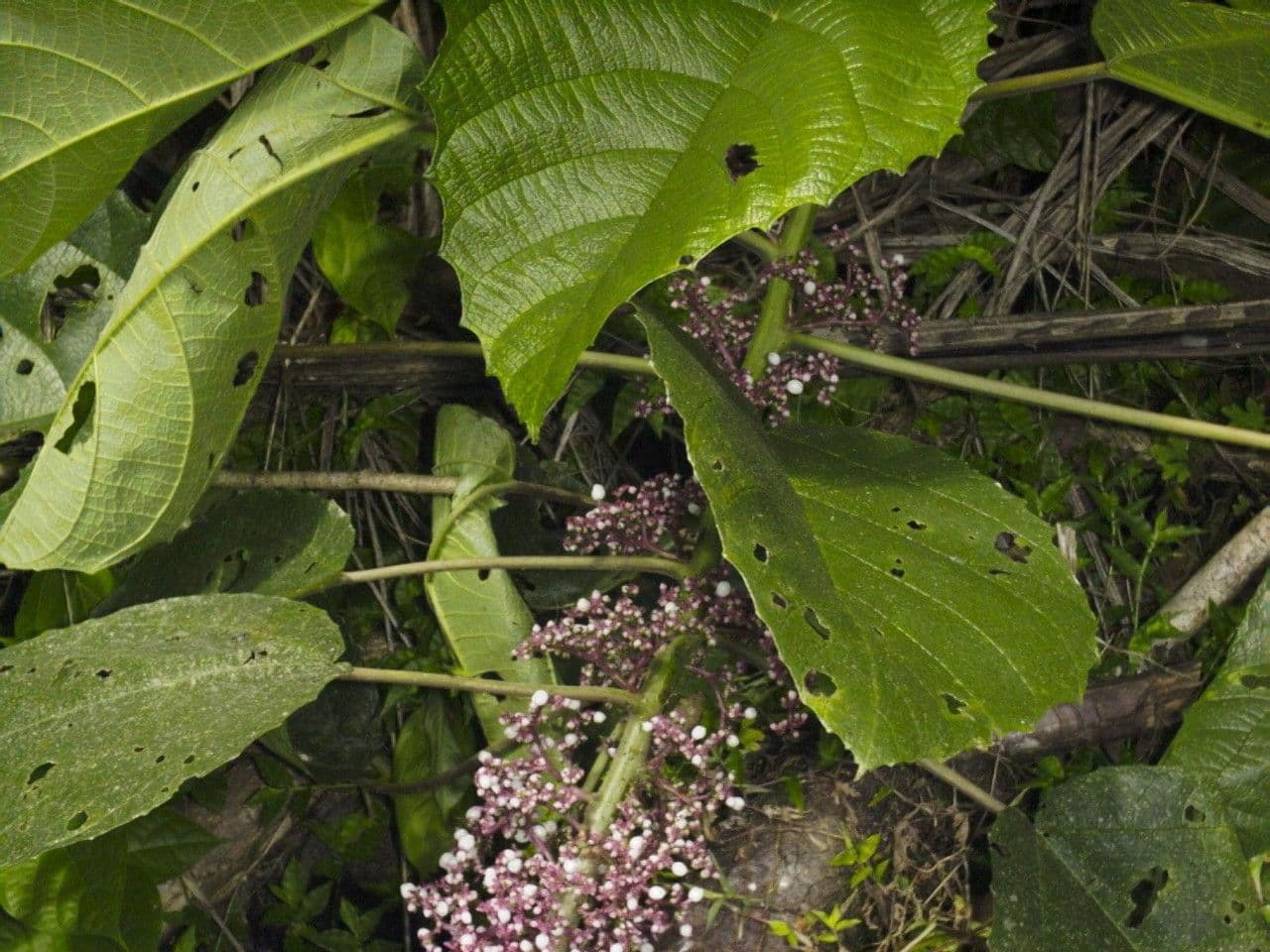 Urera 25