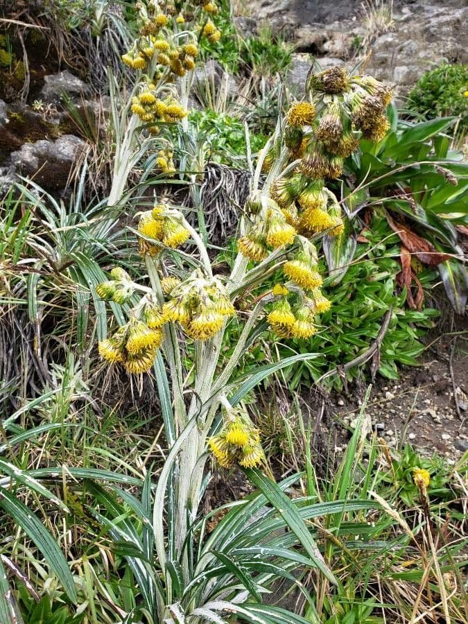 Senecio 4