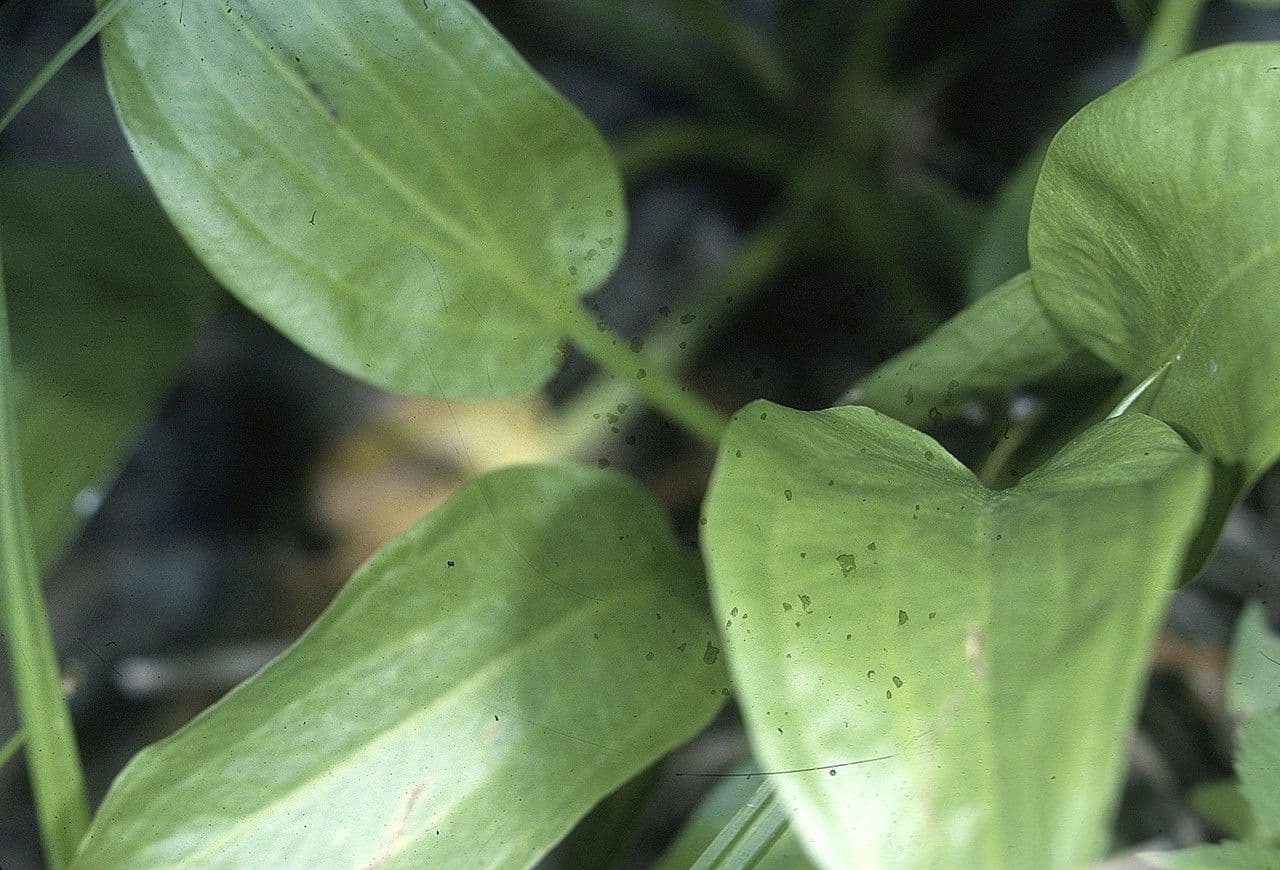 Alisma subcordatum 13