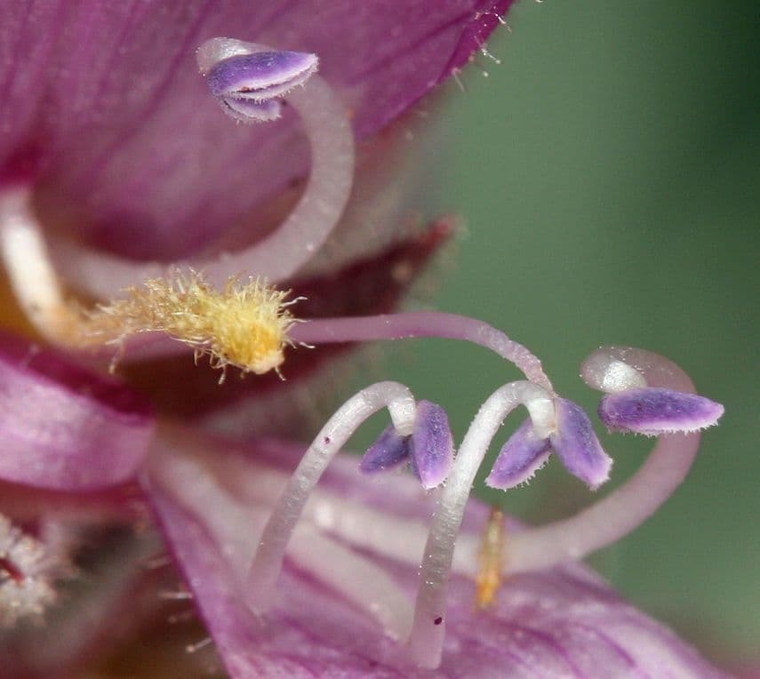 Penstemon 5