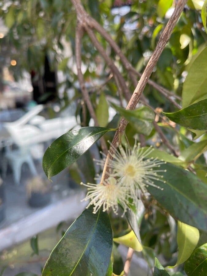 Syzygium paniculatum 8