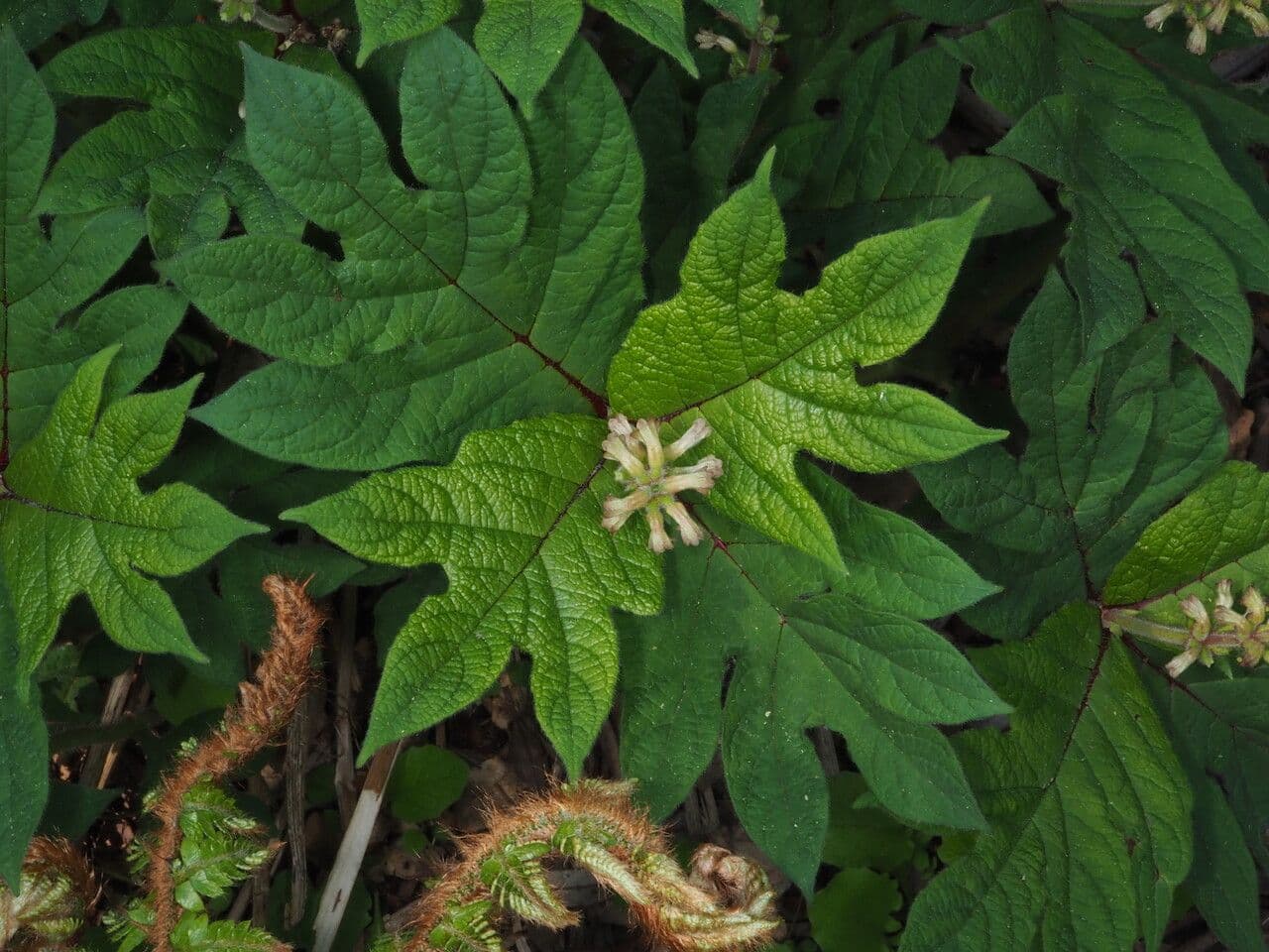 Triosteum 7