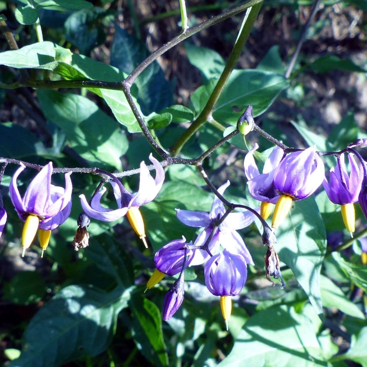 Dulcamara 25