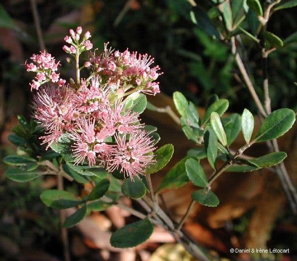 Cunonia 5