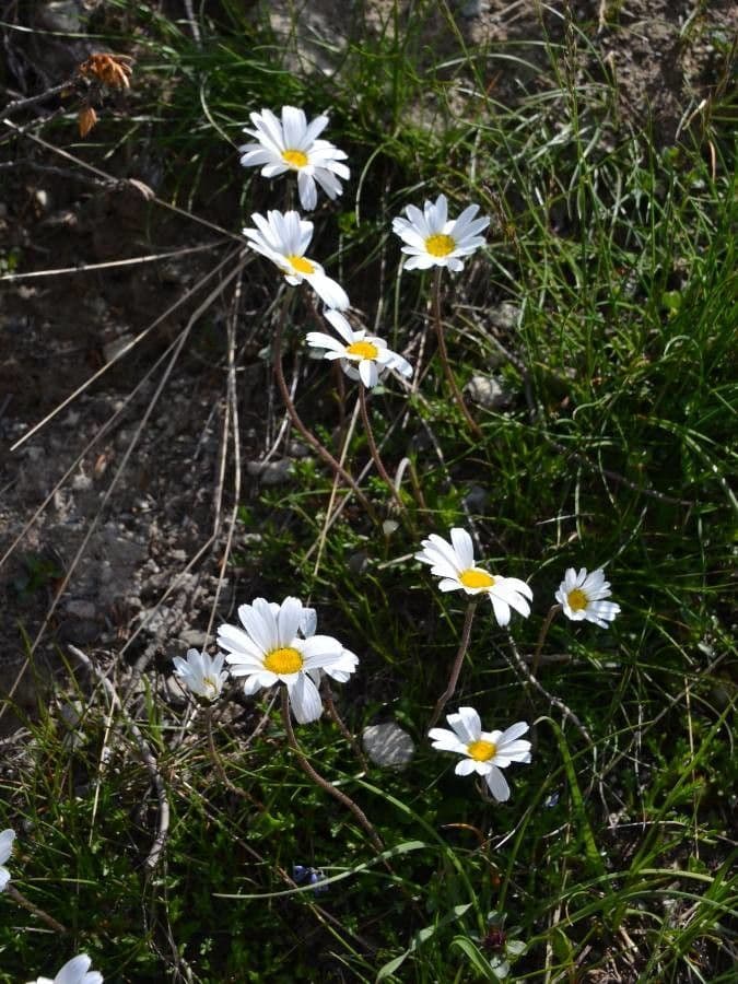 Alpen-Margerite 14