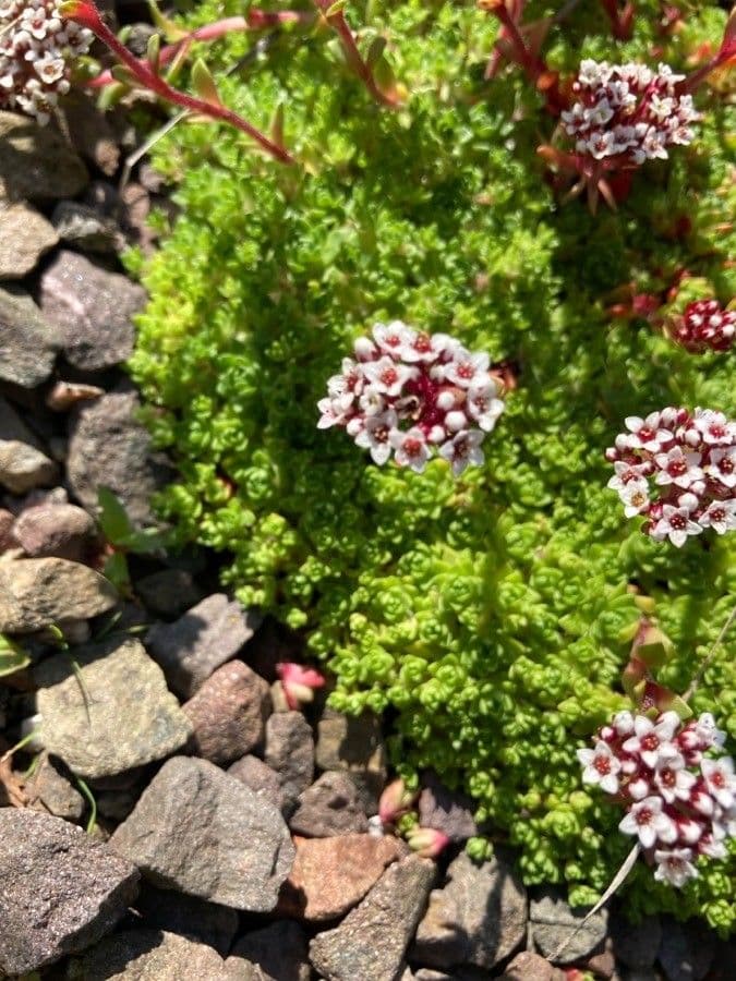 Borstenblättrige Dickblatt