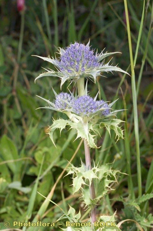 Panicaut 13