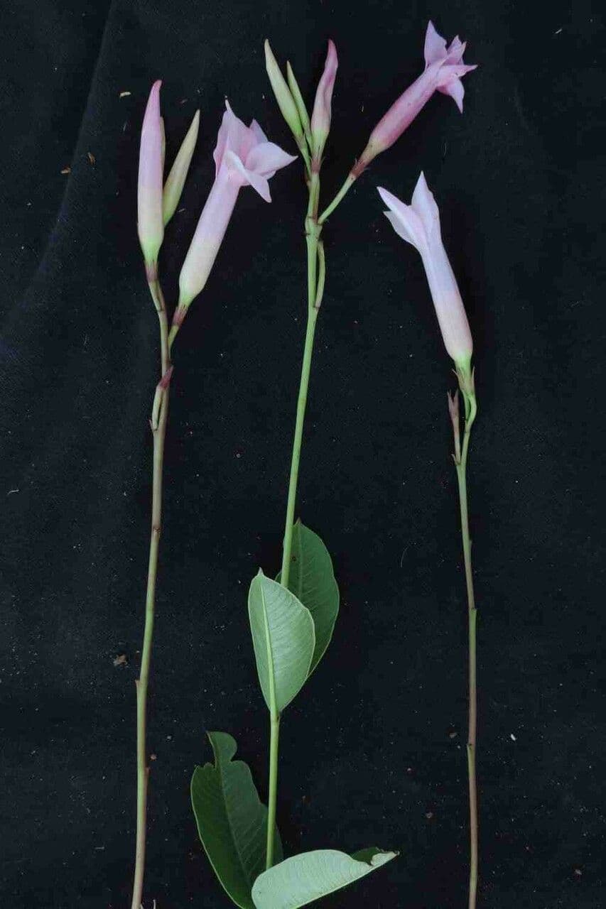Mandevilla 4